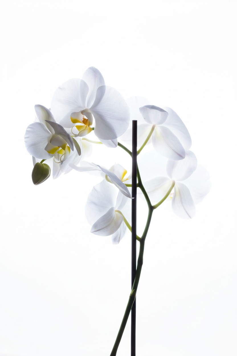 七種奢華花朵溫萃 - 花園裡的嗅覺療癒