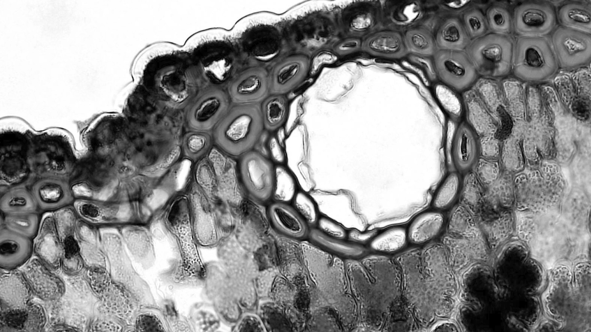 ANNAZOE 頂尖生技實驗室 - 無止盡的配方校準 - 重建肌膚安定平衡